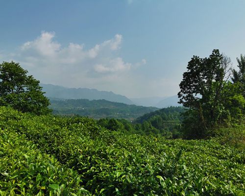 喝茶如何选择茶叶茶具小窍门