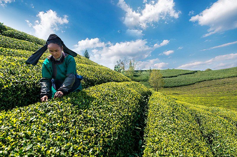 春季是喝茶的好时节，但人们在选择茶叶时经常会陷入一些误区