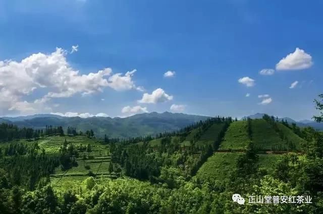 正山堂·大叶金粹|大叶种里的金骏眉
