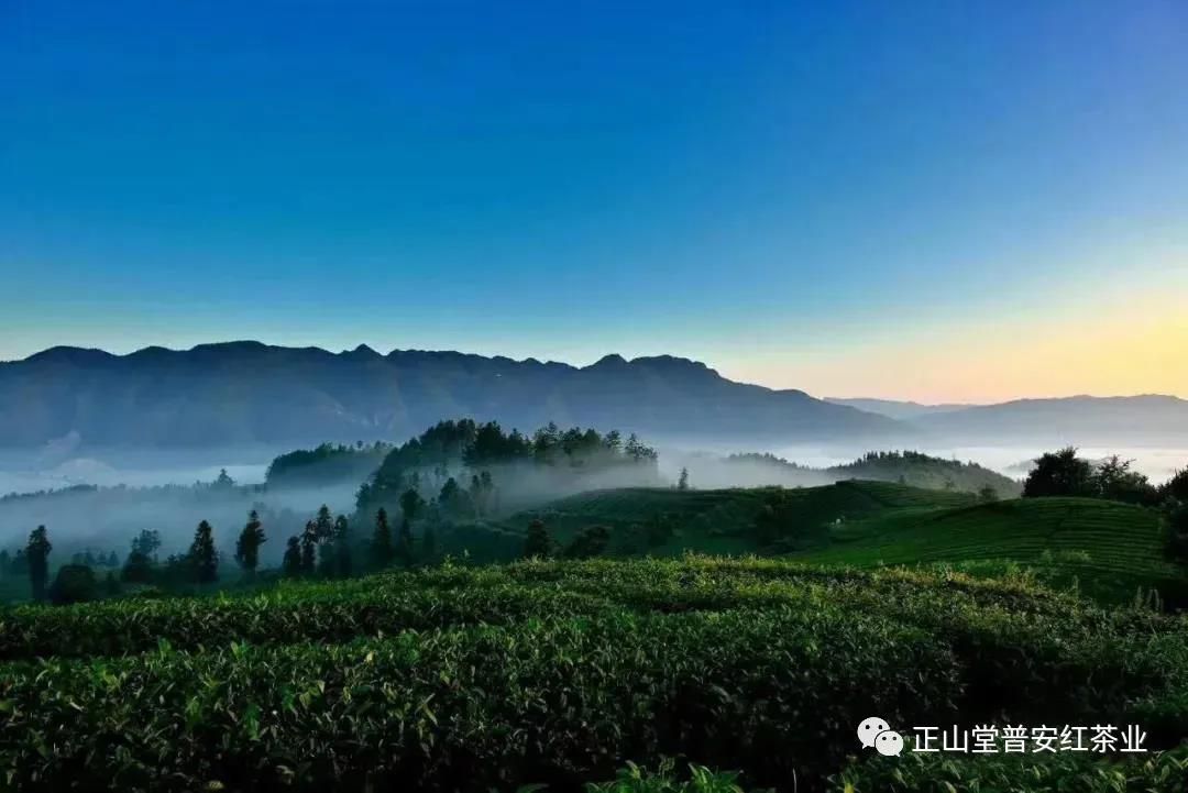 茶桌礼仪 | 你知道几多？