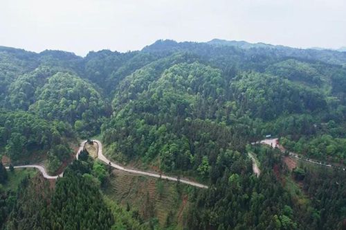 普安：2万多株野生四球古茶树开采